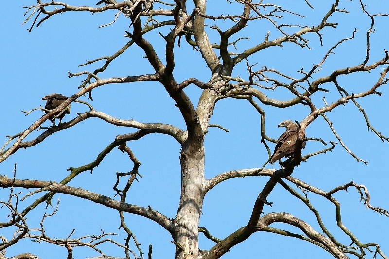Schwarzmilan Wildpark Alte Fasanerie Klein Auheim 2019