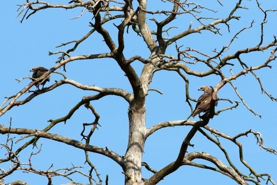 Schwarzmilan Wildpark Alte Fasanerie Klein Auheim 2019