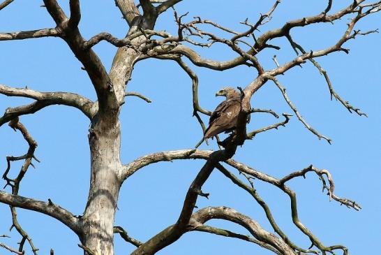 Schwarzmilan Wildpark Alte Fasanerie Klein Auheim 2019