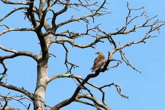 Schwarzmilan Wildpark Alte Fasanerie Klein Auheim 2019