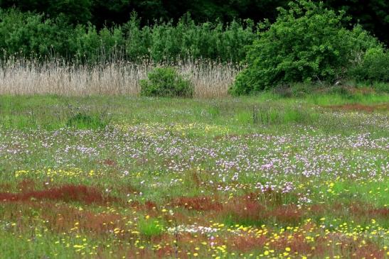 Magerrasen Habitat Patershäuser Wiesen und Wälder Heusenstamm 2016