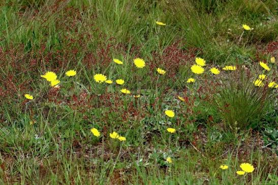 Magerrasen Habitat Patershäuser Wiesen und Wälder Heusenstamm 2016