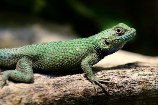 Malachitgrüner Stachelleguan Zoo Vivarium Darmstadt 2018