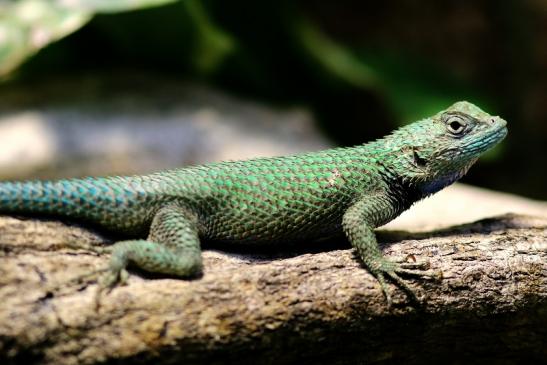 Malachitgrüner Stachelleguan Zoo Vivarium Darmstadt 2018