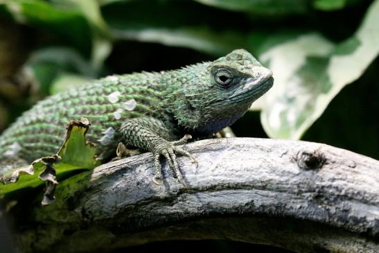 Malachitgrüner Stachelleguan Zoo Vivarium Darmstadt 2019