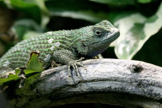 Malachitgrüner Stachelleguan Zoo Vivarium Darmstadt 2019