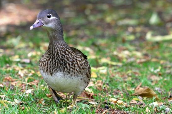 Mandarinente Weibchen Kesselbruchweiher Stadtwald Frankurt am Main 2017