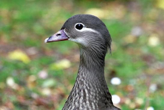 Mandarinente Weibchen Kesselbruchweiher Stadtwald Frankurt am Main 2017