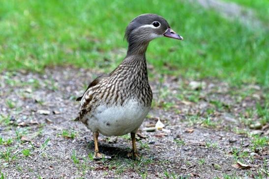 Mandarinente Weibchen Kesselbruchweiher Stadtwald Frankurt am Main 2017