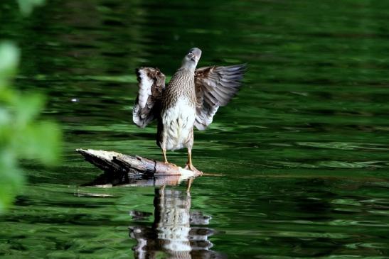 Mandarinente Weibchen Kesselbruchweiher Stadtwald Frankurt am Main 2017