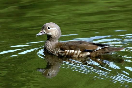 Mandarinente Weibchen Kesselbruchweiher Stadtwald Frankurt am Main 2017