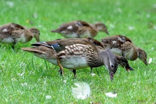 Mandarinente Weibchen mit Jungtier Kesselbruchweiher Stadtwald Frankurt am Main 2017