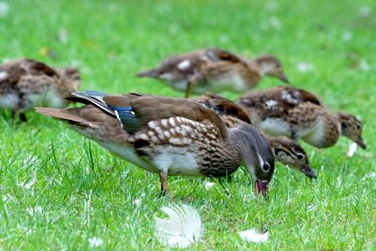 Mandarinente Weibchen mit Jungtier Kesselbruchweiher Stadtwald Frankurt am Main 2017