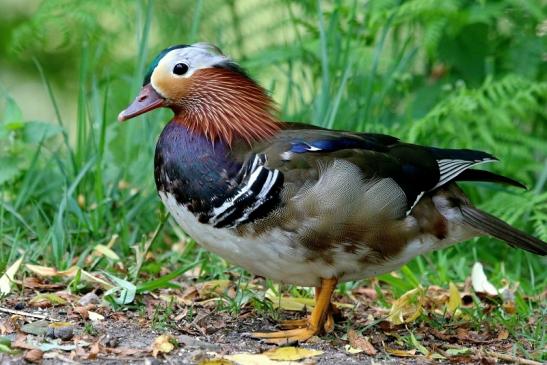 Mandarinente Männchen Kesselbruchweiher Stadtwald Frankurt am Main 2017