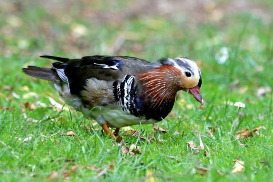 Mandarinente Männchen Kesselbruchweiher Stadtwald Frankurt am Main 2017