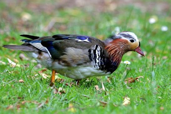 Mandarinente Männchen Kesselbruchweiher Stadtwald Frankurt am Main 2017