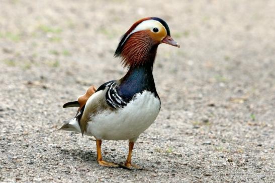 Mandarinente Männchen Kesselbruchweiher Stadtwald Frankurt am Main 2017