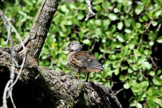 Mandarinente Weibchen Jacobiweiher Stadtwald Frankfurt am Main 2015