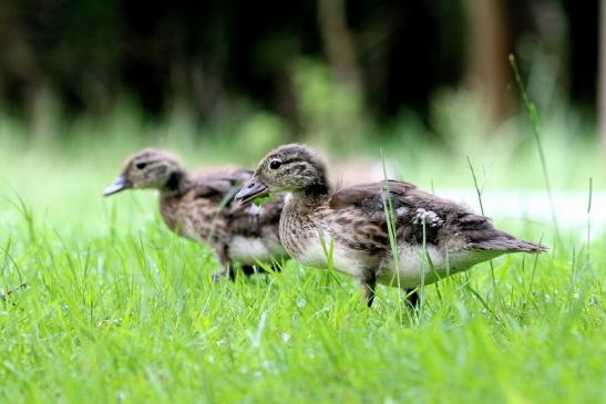 Mandarinente Jungtier Kesselbruchweiher Stadtwald Frankurt am Main 2017