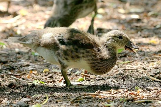 Mandarinente Jungtier Kesselbruchweiher Stadtwald Frankurt am Main 2017