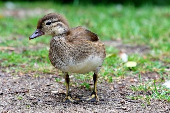 Mandarinente Jungtier Kesselbruchweiher Stadtwald Frankurt am Main 2017