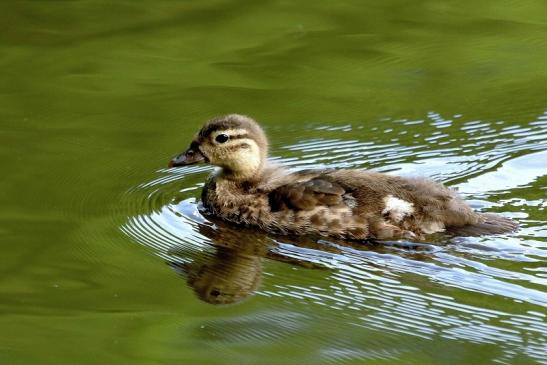 Mandarinente Jungtier Kesselbruchweiher Stadtwald Frankurt am Main 2017