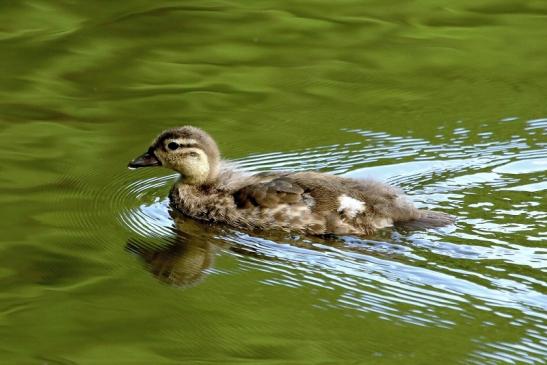 Mandarinente Jungtier Kesselbruchweiher Stadtwald Frankurt am Main 2017