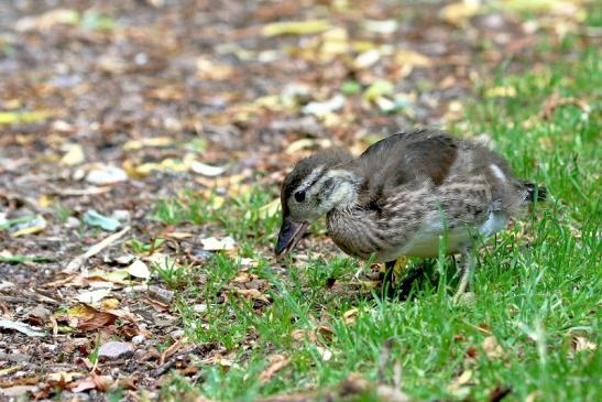 Mandarinente Jungtier Kesselbruchweiher Stadtwald Frankurt am Main 2017