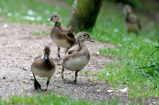 Mandarinente Jungtiere Kesselbruchweiher Stadtwald Frankurt am Main 2017