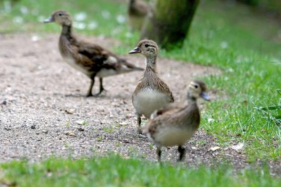 Mandarinente Jungtier Kesselbruchweiher Stadtwald Frankurt am Main 2017