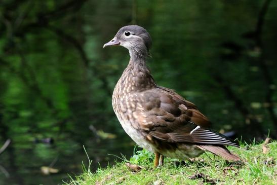 Mandarinente Weibchen Kesselbruchweiher Stadtwald Frankfurt am Main 2016