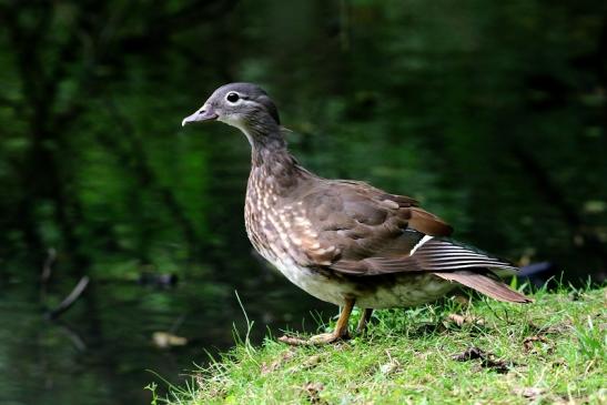 Mandarinente Weibchen Kesselbruchweiher Stadtwald Frankfurt am Main 2016