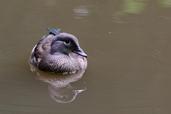 Mandarinente Weibchen Kesselbruchweiher Stadtwald Frankfurt am Main 2016