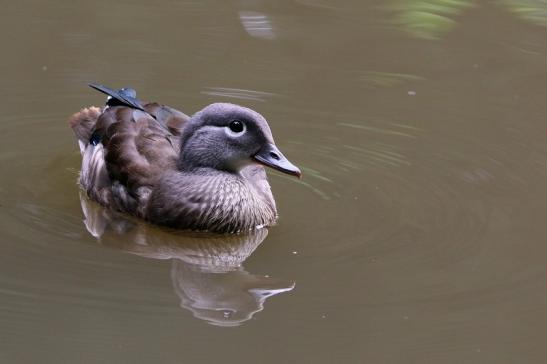 Mandarinente Weibchen Kesselbruchweiher Stadtwald Frankfurt am Main 2016