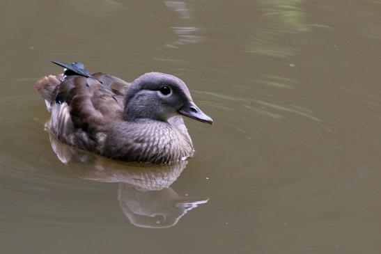 Mandarinente Weibchen Kesselbruchweiher Stadtwald Frankfurt am Main 2016