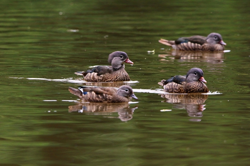Mandarinente Kesselbruchweiher Stadtwald Frankfurt am Main 2016