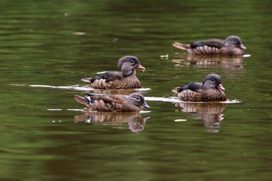 Mandarinente Kesselbruchweiher Stadtwald Frankfurt am Main 2016