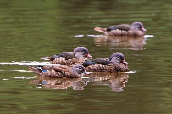 Mandarinente Kesselbruchweiher Stadtwald Frankfurt am Main 2016