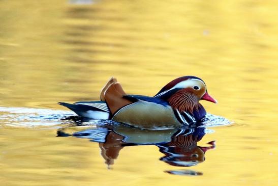 Mandarinente Männchen Kesselbruchweiher Stadtwald Frankfurt am Main 2016