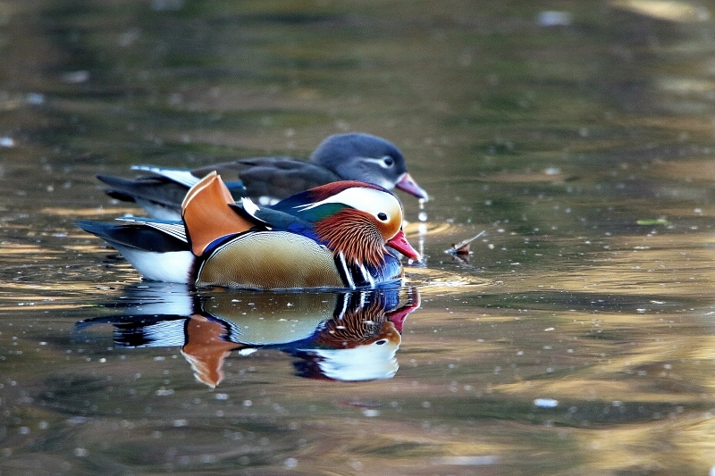 Mandarinente Paar Kesselbruchweiher Stadtwald Frankfurt am Main 2016