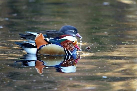 Mandarinente Paar Kesselbruchweiher Stadtwald Frankfurt am Main 2016