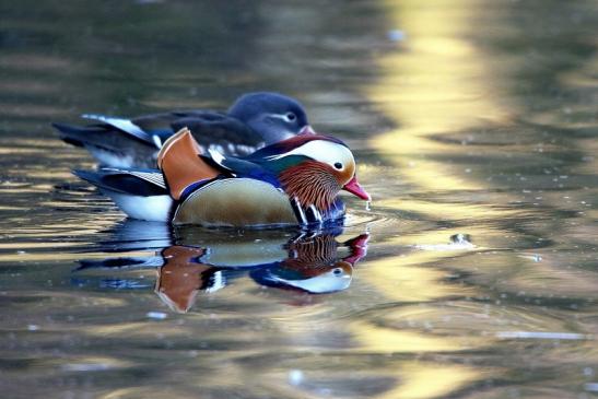 Mandarinente Paar Kesselbruchweiher Stadtwald Frankfurt am Main 2016