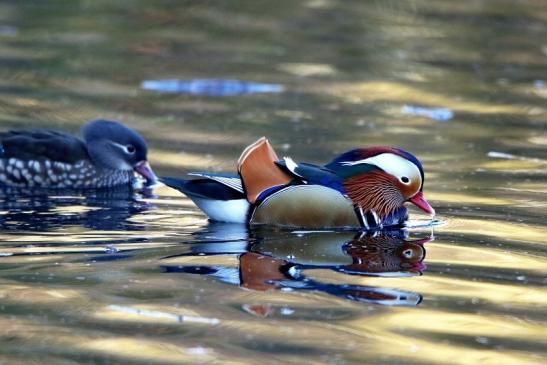 Mandarinente Paar Kesselbruchweiher Stadtwald Frankfurt am Main 2016