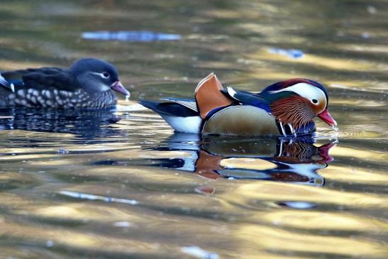 Mandarinente Paar Kesselbruchweiher Stadtwald Frankfurt am Main 2016