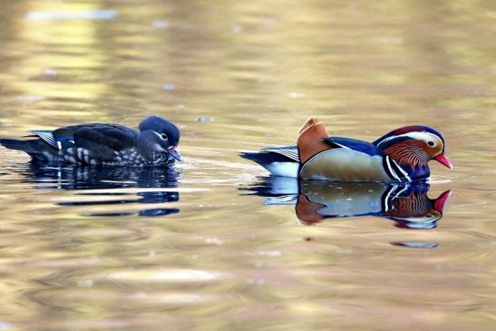 Mandarinente Paar Kesselbruchweiher Stadtwald Frankfurt am Main 2016