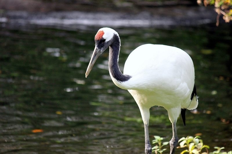 Mandschurenkranich Zoo Frankfurt am Main 2013