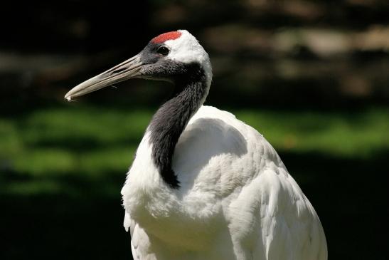 Mandschurenkranich Zoo Frankfurt am Main 2014