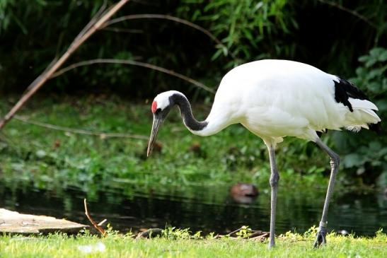 Mandschurenkranich Zoo Frankfurt am Main 2017 