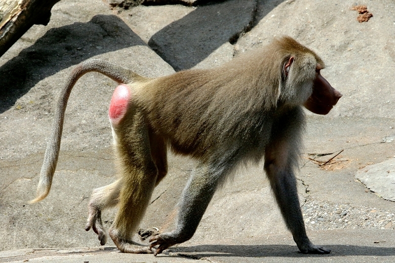 Mantelpavian Zoo Frankfurt am Main 2014 - 2016