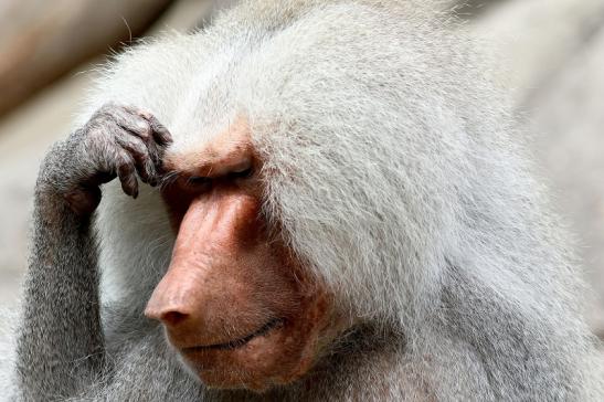 Mantelpavian Zoo Frankfurt am Main 2018 